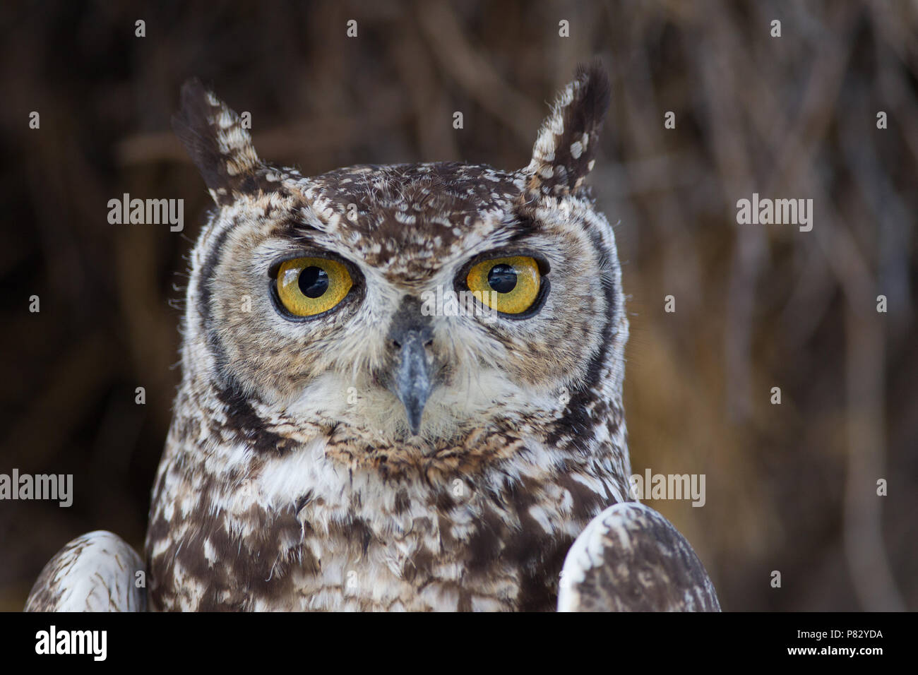 Spotted eagle owl close up portrait Etosha Stock Photo