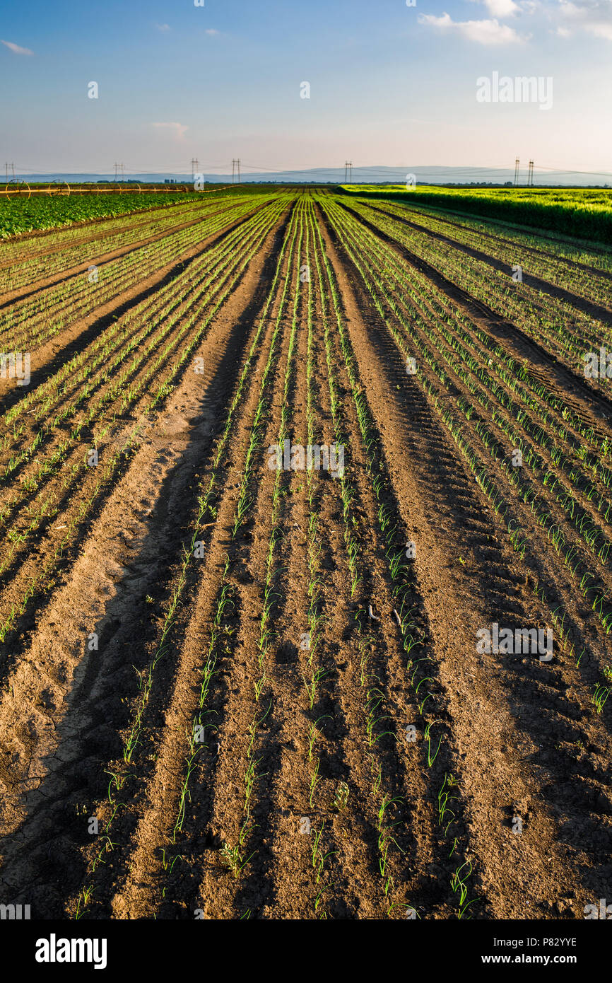Onion field, maturing at spring. Agricultural landscape Stock Photo - Alamy