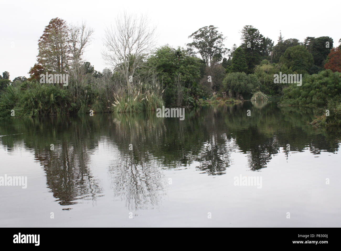 Trees and reflection at the Royal Botanic Gardens in Melbourne, Australia Stock Photo