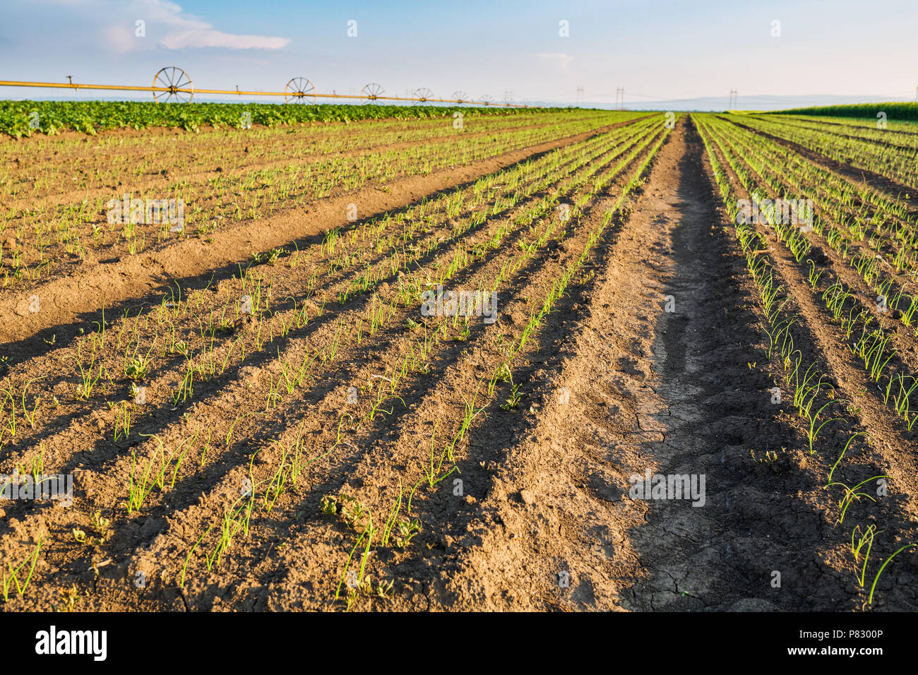 Onion field, maturing at spring. Agricultural landscape Stock Photo - Alamy