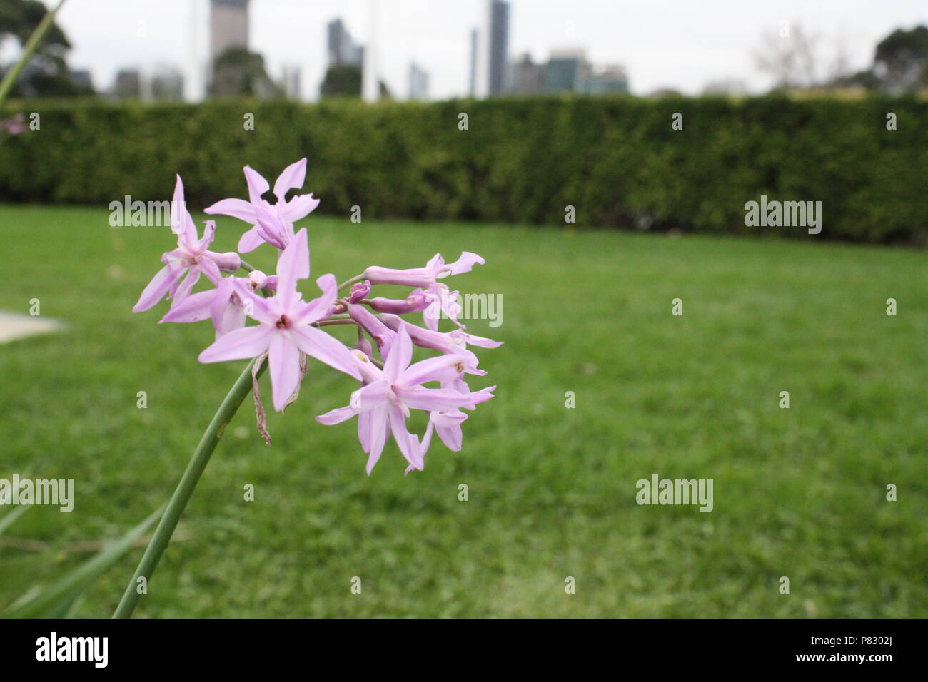 Society Garlic flowers at Royal Botanical Gardens in Melbourne, Australia Stock Photo Alamy