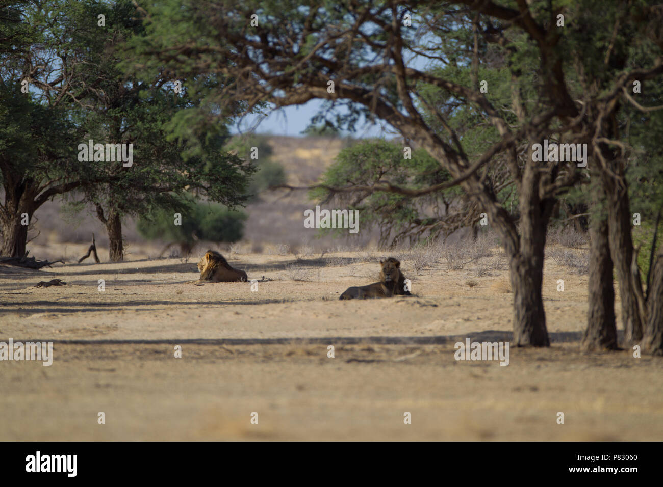 Two male black maned lions in desert among the trees of Kalahari in Kgalagadi Transfortier Park in wilderness Stock Photo