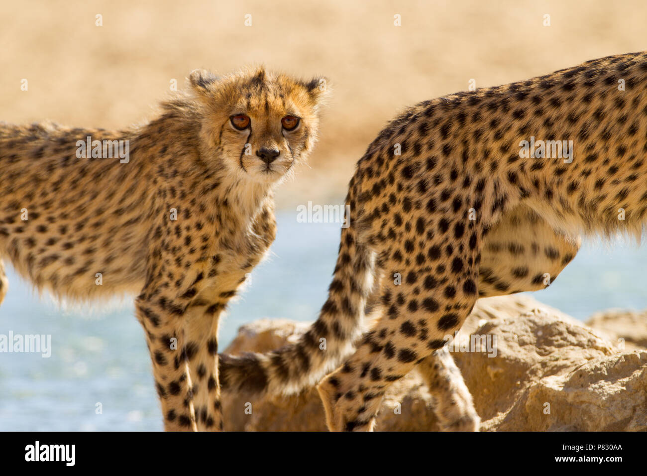 Cutest baby animal cheetah portrait in Kalahari Stock Photo