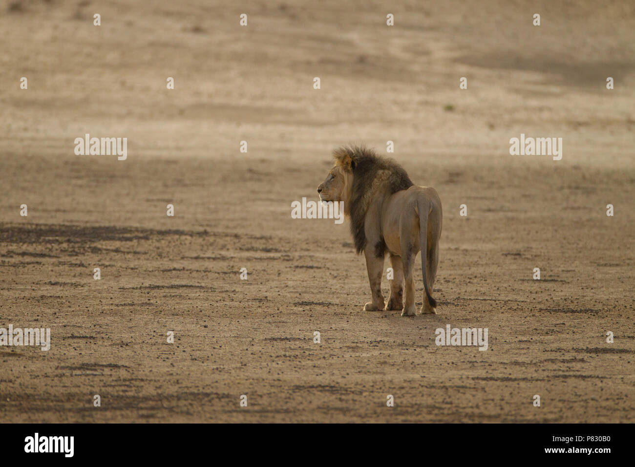 Desert lion with black mane patrolling for food Kalahari Stock Photo