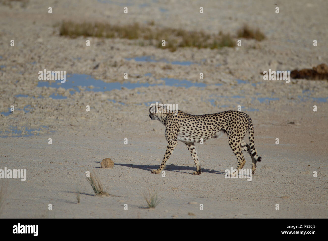 Cheetah patrolling  Etosha pans filled with the last rain Stock Photo