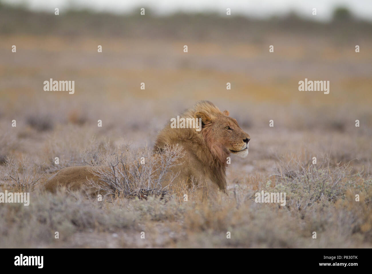 Male lion in Etosha plain Stock Photo