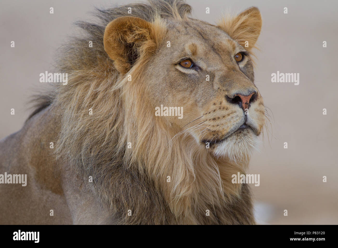 Male desert  lion porrait in Kalahari Stock Photo
