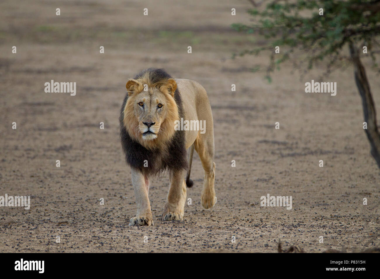 Male black maned Kalahari desert lion in the bush Stock Photo