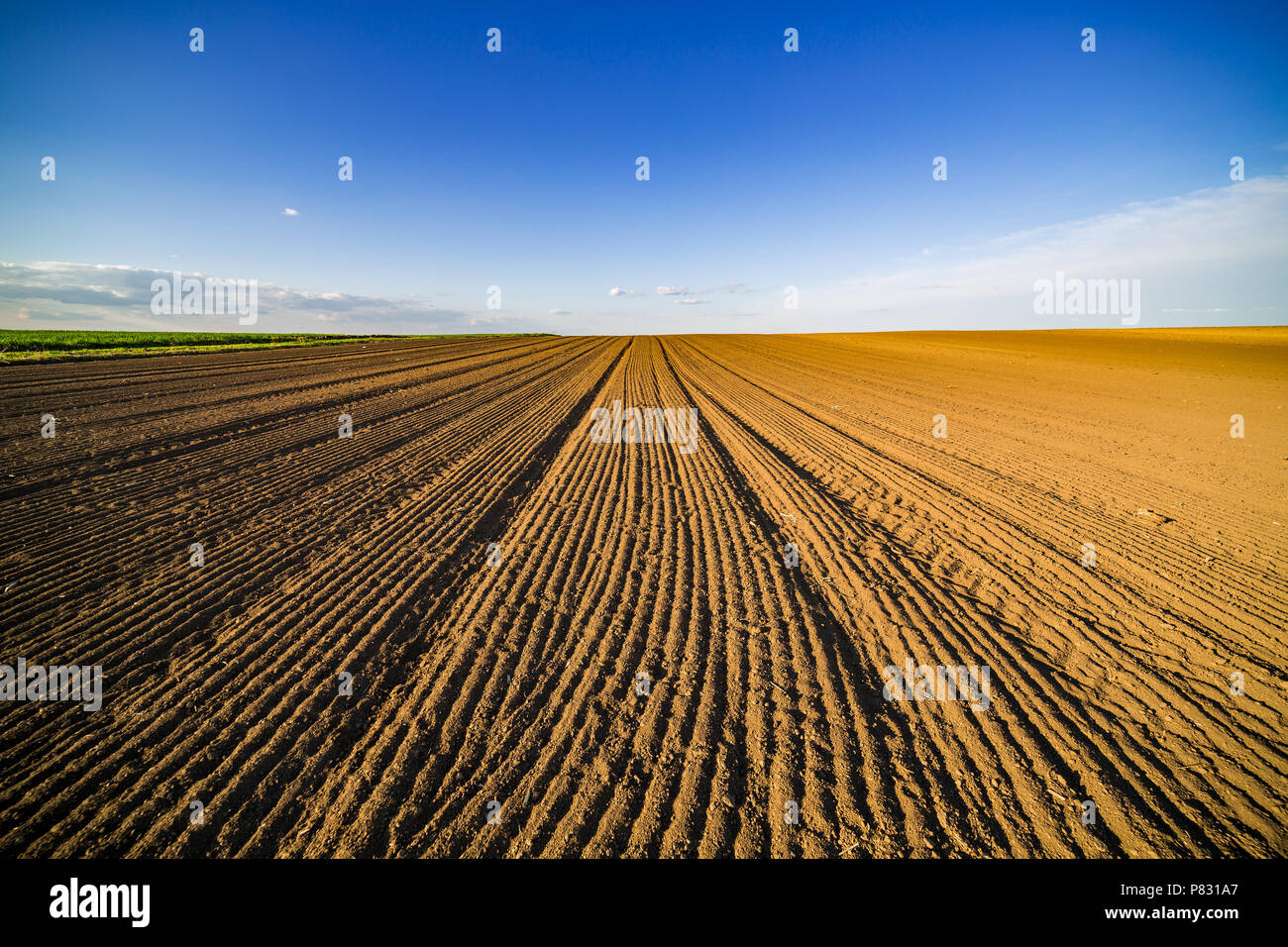 Agricultural landscape, arable crop field. Arable land is the land under temporary agricultural crops capable of being ploughed and used to grow crops Stock Photo