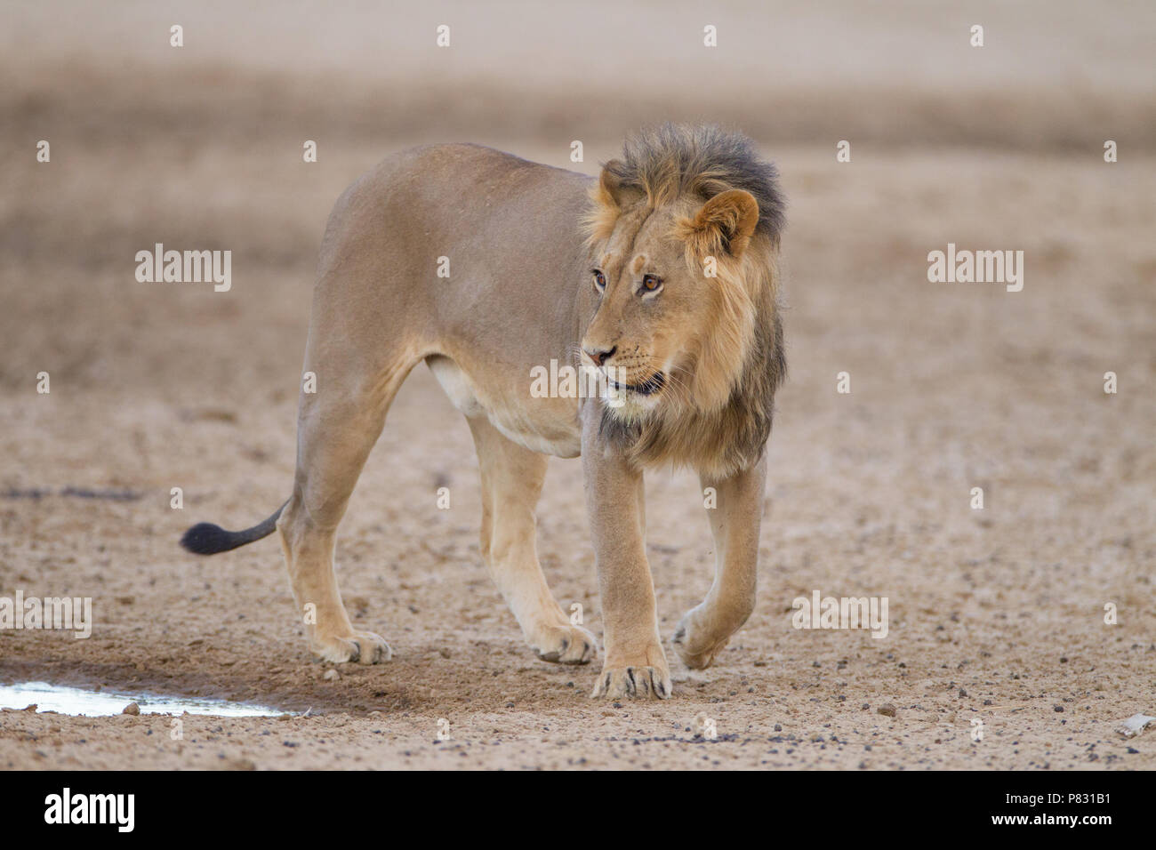 Close up young male lion hi-res stock photography and images - Alamy