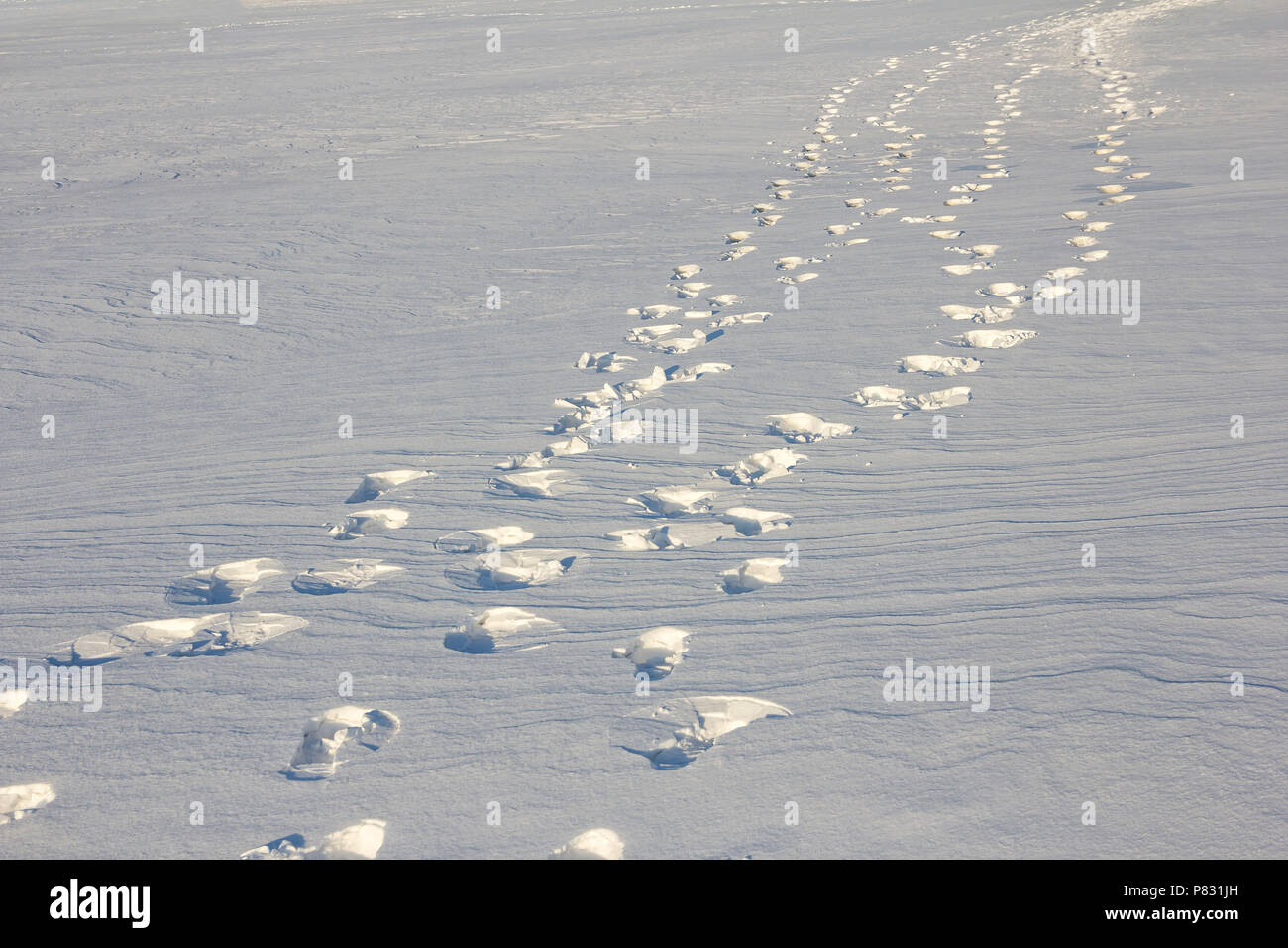 Footprints path crossing a snowy terrain, Traces on snow, background Stock Photo