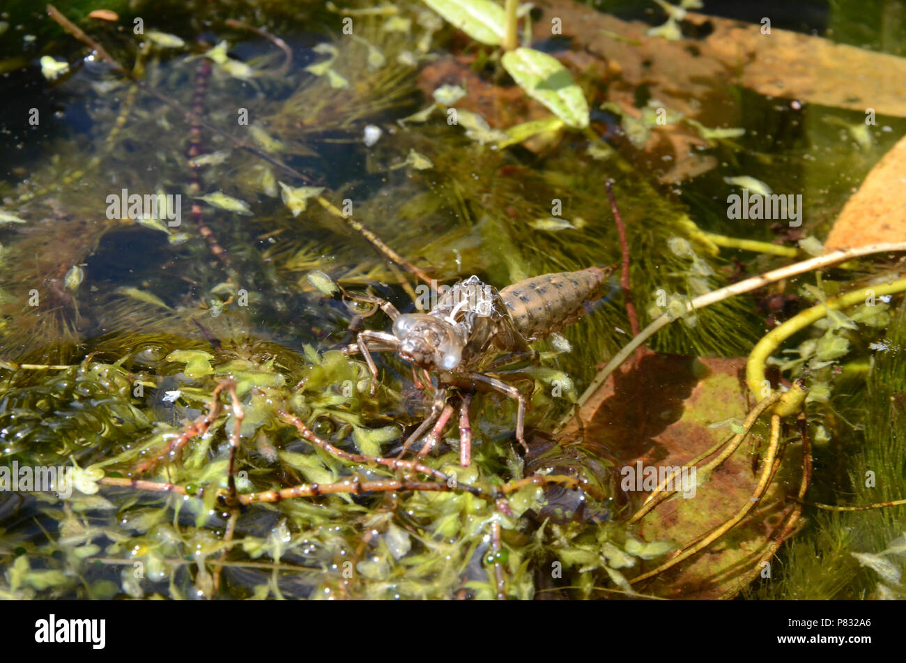 The empty skin of a dragon fly larvae. The larvae has completed its