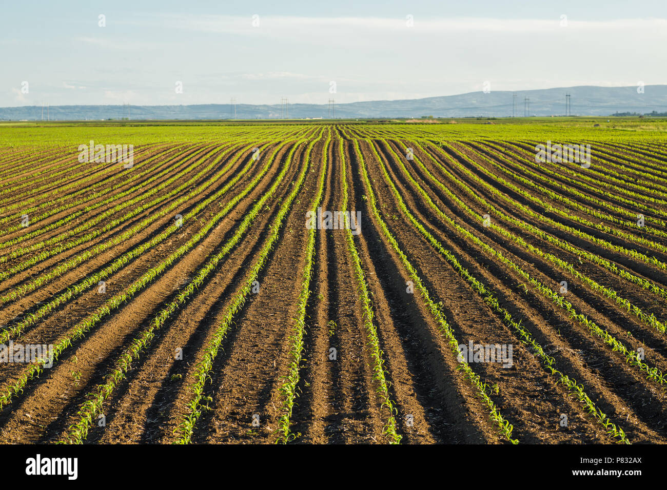 Green corn maize field in early stage Stock Photo - Alamy