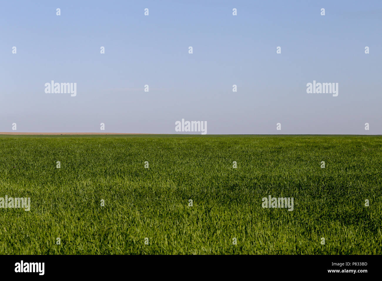 A green wheat field on a windy day. Stock Photo
