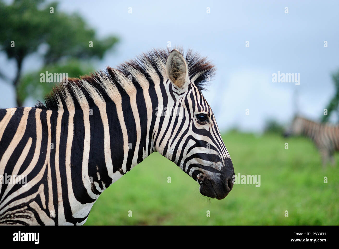 Zebra close up portrait Kruger lush Stock Photo