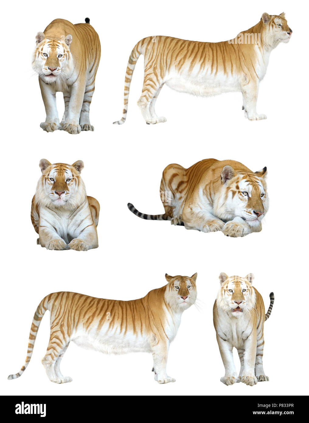 male and female golden tabby tiger isolated on white background Stock Photo