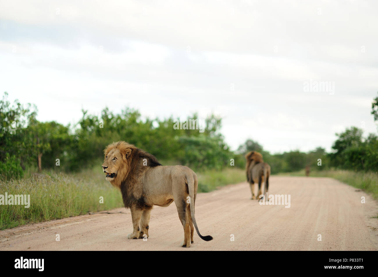 Male lion on the dirt road of Kruger Stock Photo