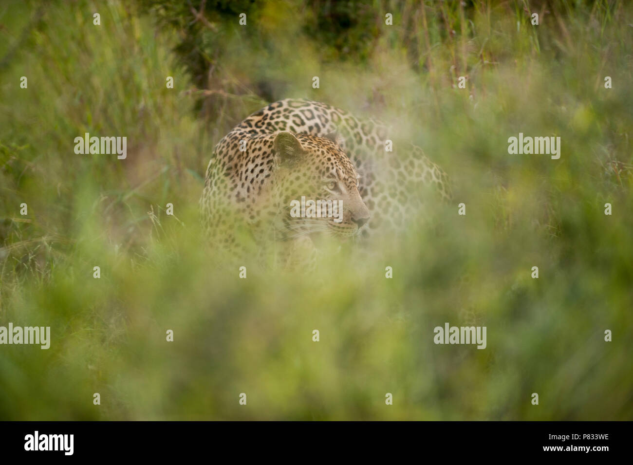 Beautiful leopard hi-res stock photography and images - Alamy