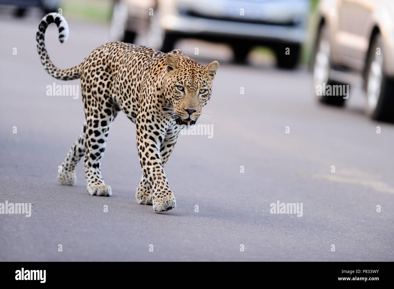 Leopard on the tar road bush  in Kruger Stock Photo