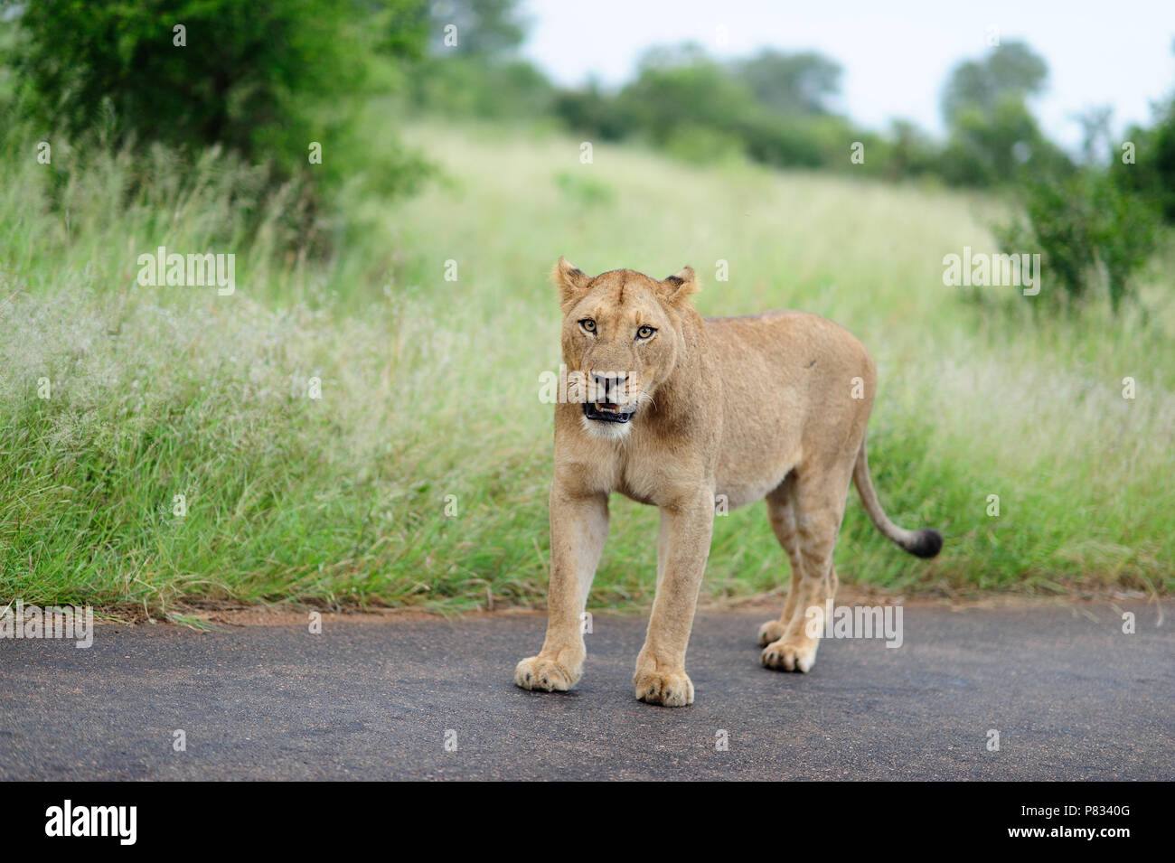 Lion on tar road asphalt Kruger Stock Photo