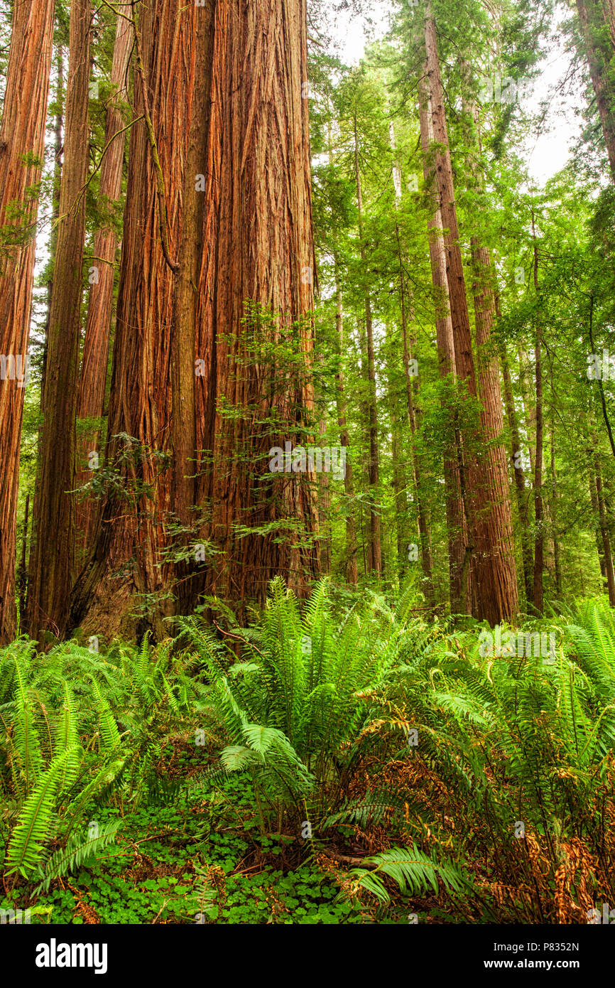 California's Redwoods National And State Parks Stock Photo - Alamy