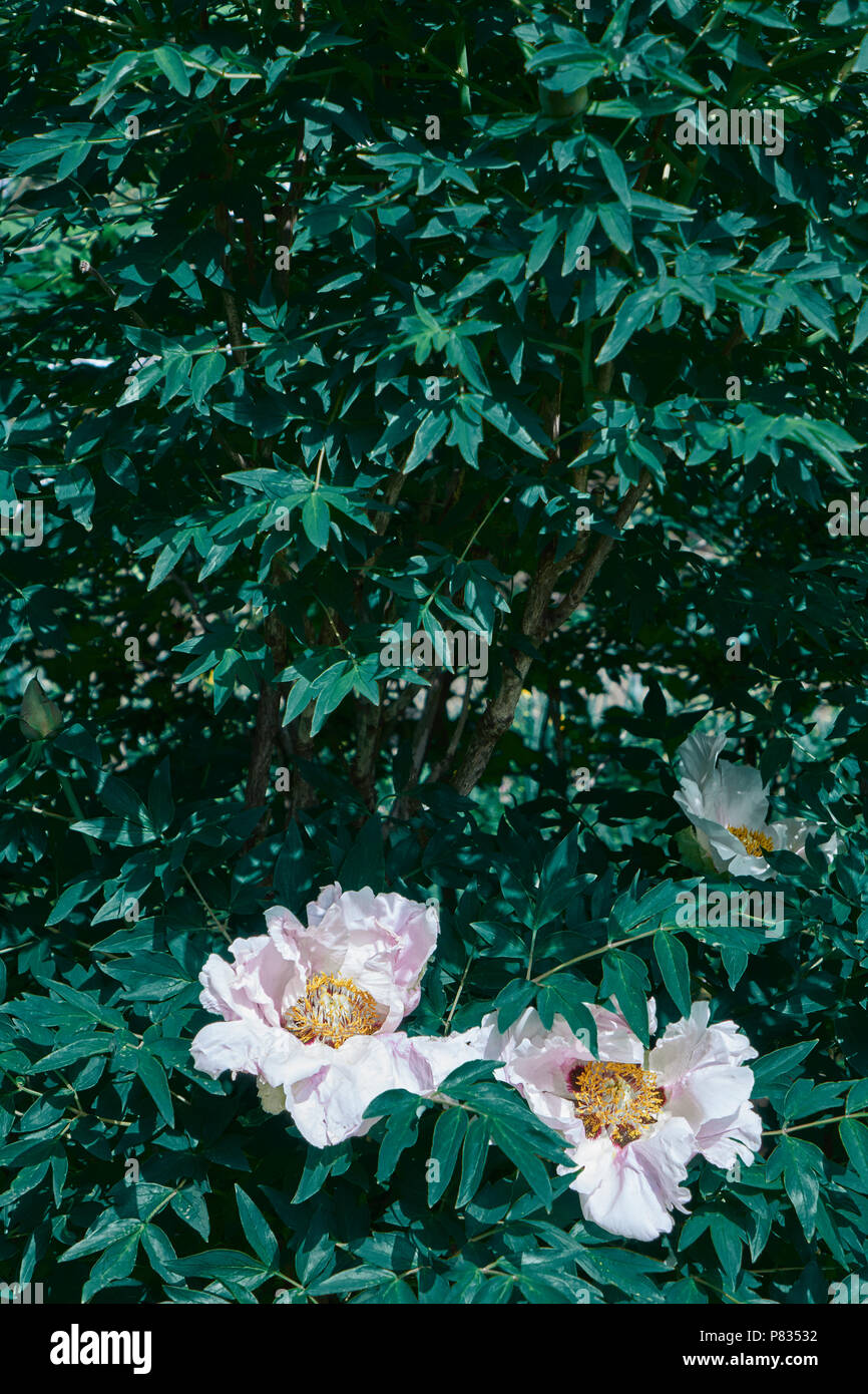 green bush with pink peonies in the garden Stock Photo - Alamy