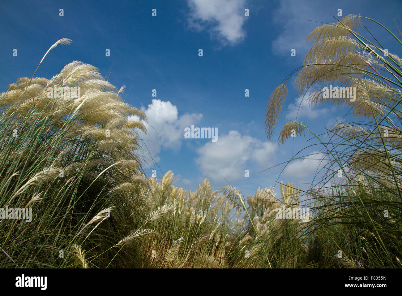 Kashful hi-res stock photography and images - Alamy