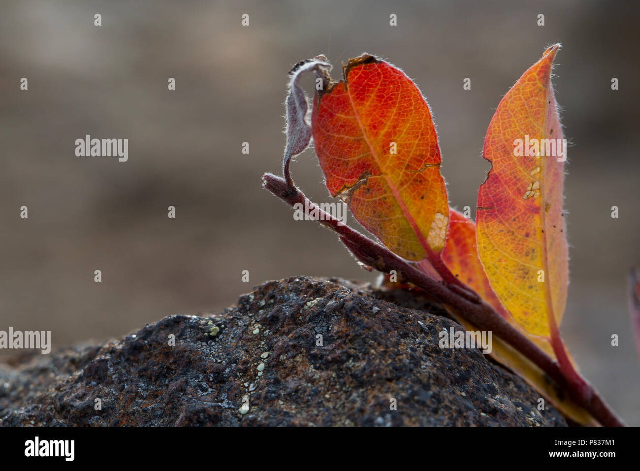 Autumnal colours, Tasiilaq, East Greenland Stock Photo