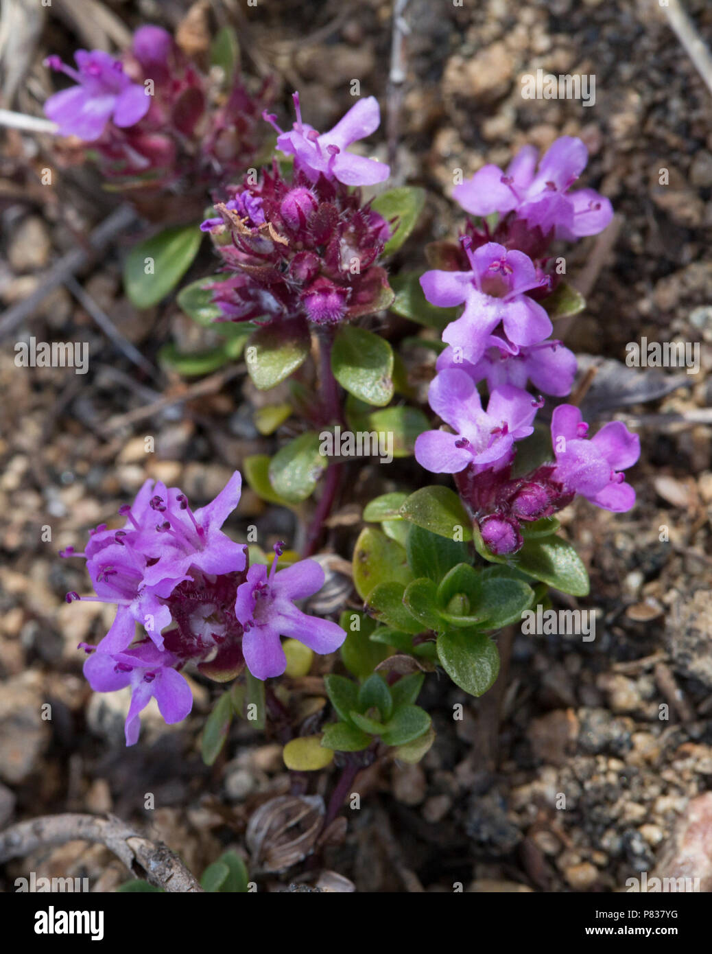 Purple saxifrage, Tasiilaq, Greenland Stock Photo