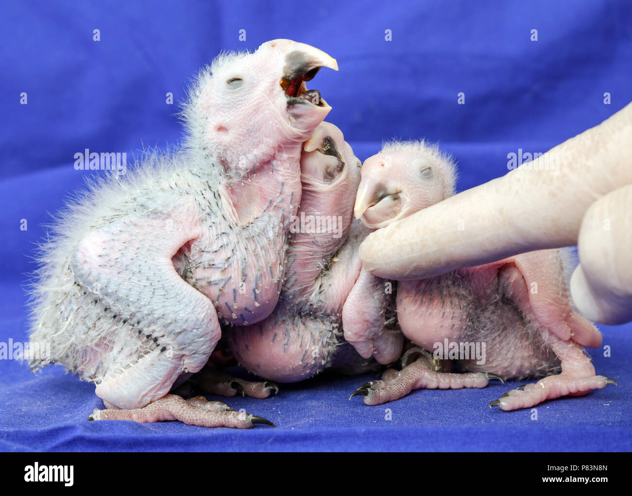 28 June 2018, Germany, Schoeneiche: Three about three-week-old Spix Ara chicks can be seen at the breeding station of the nature conservation organisation Association for the Conservation of Threatened Parrots e.V. (ACTP). Brazil's Environment Minister Duarte is to open the facility for the resettlement of the ACTP Spix Aras. The Spix-Ara (Cyanopsitta spixii) is a blue type of parrot, which is originally from Rio Sao Francisco (Bahia, Brazil) and has been extinct in the wild since the year 2000. Governments and private non-profit organisation have gotten together to help save this species fro Stock Photo