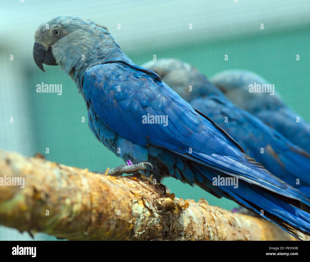 28 June 2018, Germany, Schoeneiche: Purposefully bred Spix Ara birds can be seen the breeding of the nature organisation Association for the Conservation of Threatened Parrots (ACTP). Brazil's