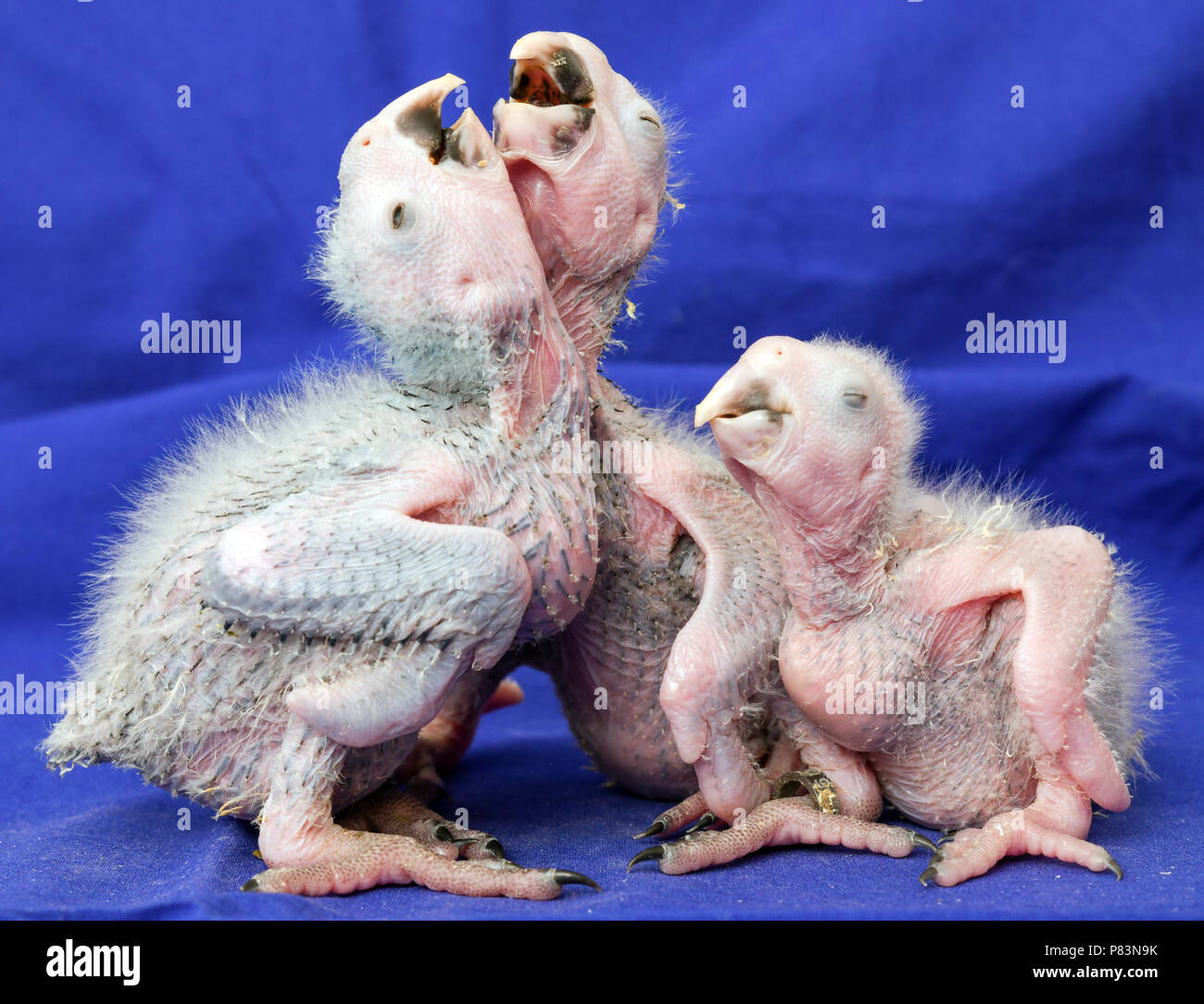 28 June 2018, Germany, Schoeneiche: Three about three-week-old Spix Ara chicks can be seen at the breeding station of the nature conservation organisation Association for the Conservation of Threatened Parrots e.V. (ACTP). Brazil's Environment Minister Duarte is to open the facility for the resettlement of the ACTP Spix Aras. The Spix-Ara (Cyanopsitta spixii) is a blue type of parrot, which is originally from Rio Sao Francisco (Bahia, Brazil) and has been extinct in the wild since the year 2000. Governments and private non-profit organisation have gotten together to help save this species fro Stock Photo