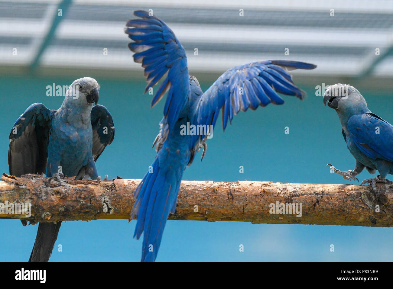 28 June 2018, Germany, Schoeneiche: Purposefully bred Spix Ara birds can be seen at the breeding station of the nature conservation organisation Association for the Conservation of Threatened Parrots e.V. (ACTP). Brazil's Environment Minister Duarte is to open the facility for the resettlement of the ACTP Spix Aras. The Spix-Ara (Cyanopsitta spixii) is a blue type of parrot, which is originally from Rio Sao Francisco (Bahia, Brazil) and has been extinct in the wild since the year 2000. Governments and private non-profit organisation have gotten together to help save this species from complete Stock Photo