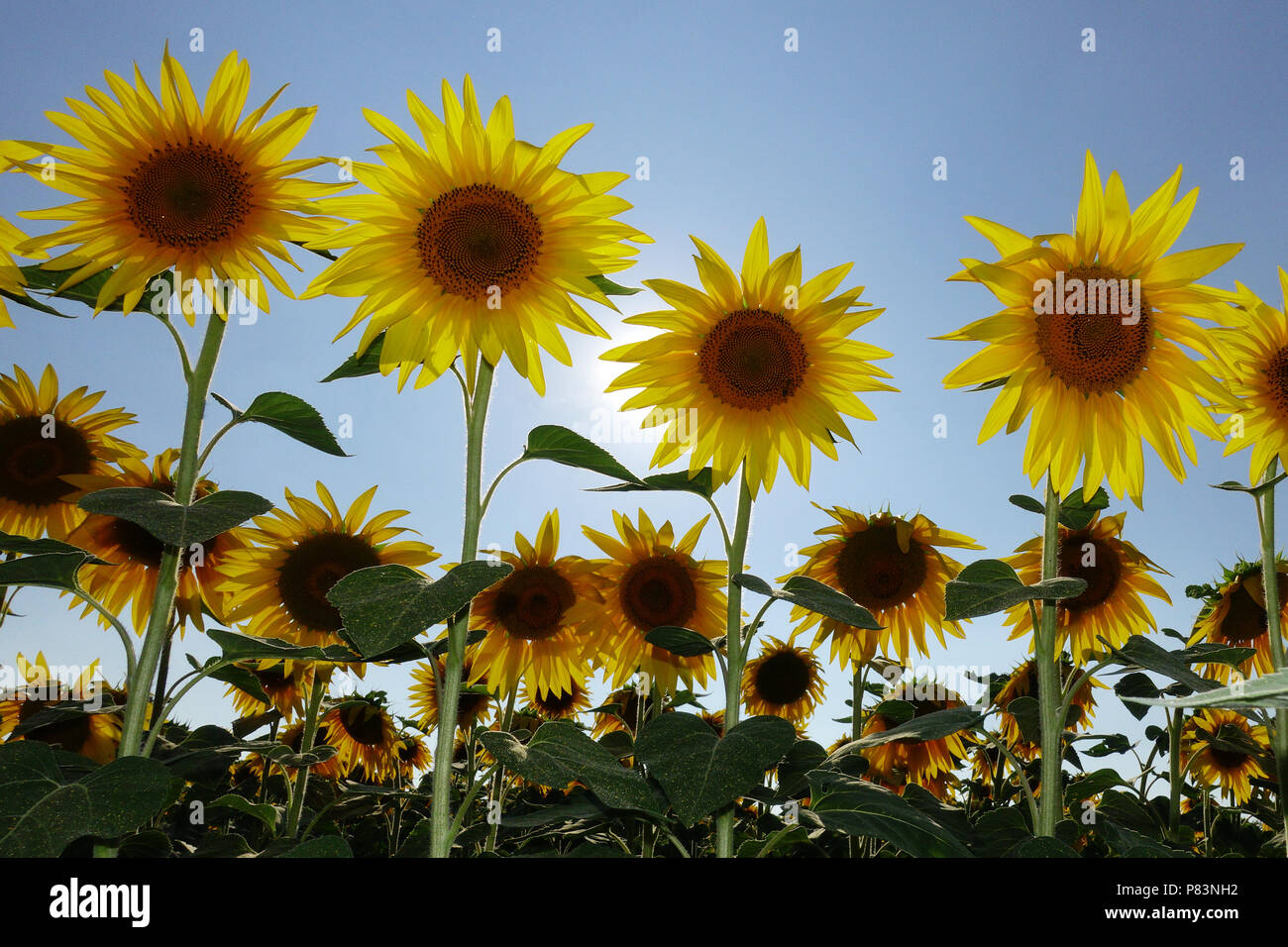 field of sunflowers in the blue summer sky Stock Photo - Alamy