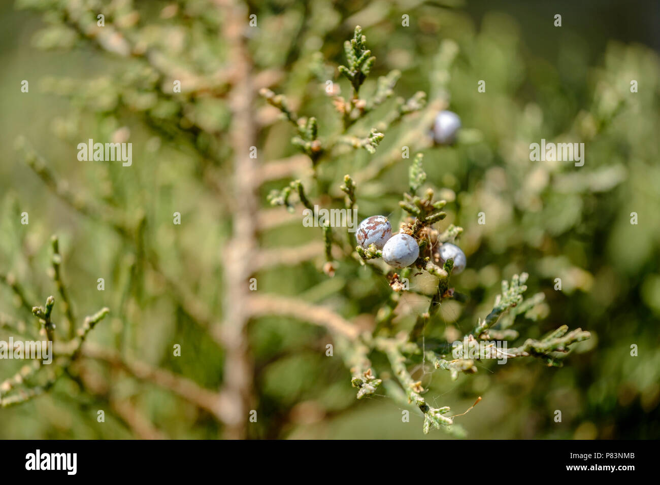 A branch of Juniperus virginiana, or Eastern red cedar with berries. December, Oklahoma, USA. Stock Photo