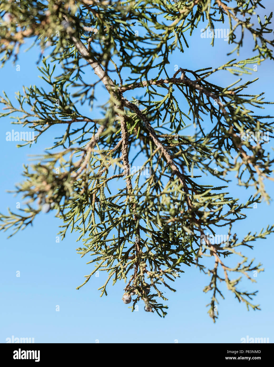 A branch of Juniperus virginiana or Eastern Red Cedar in December, with a single berry. Oklahoma, USA. Stock Photo