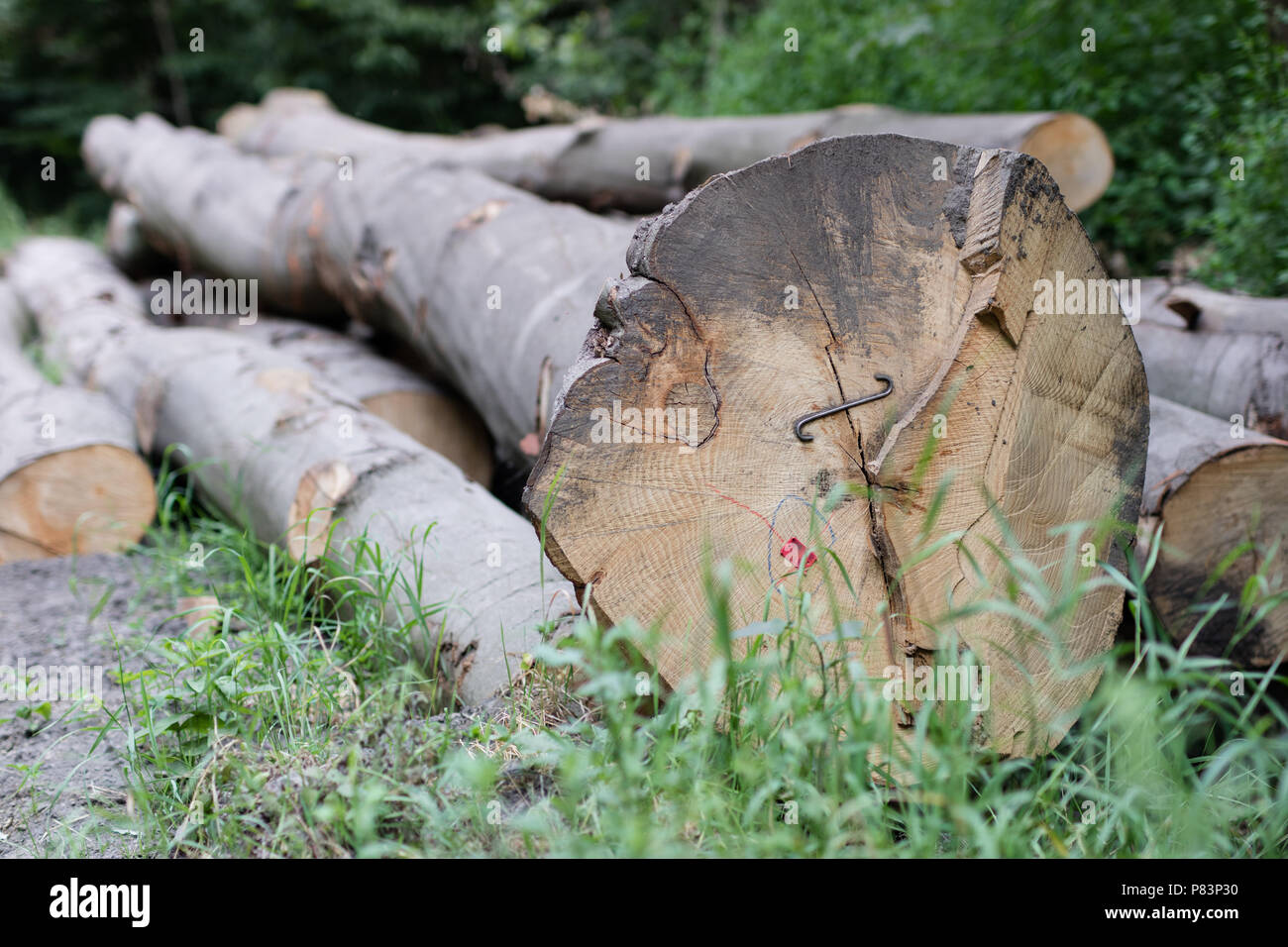 Staples used for wood logs. Accessories for securing wood in the forest. Season of the spring