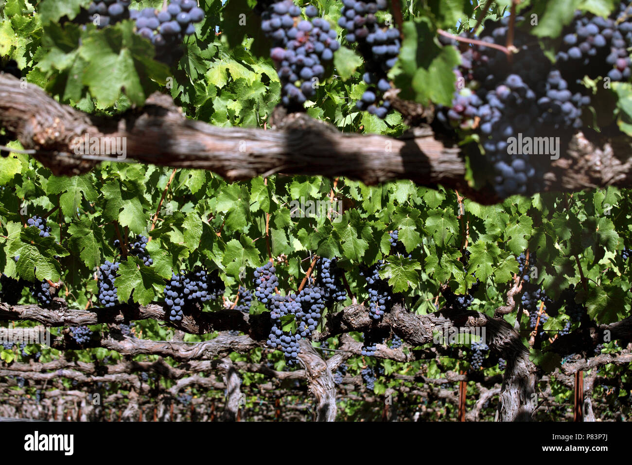 Cabernet Sauvignon grapes growing on vines, Napa Valley, California, USA Stock Photo