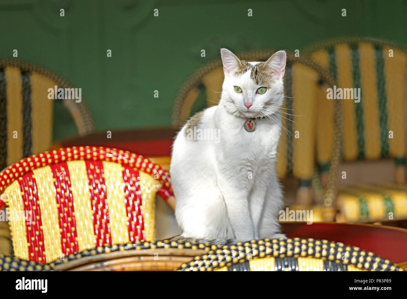 White cat with green eyes sitting on table in cafe, Paris, France, Europe Stock Photo