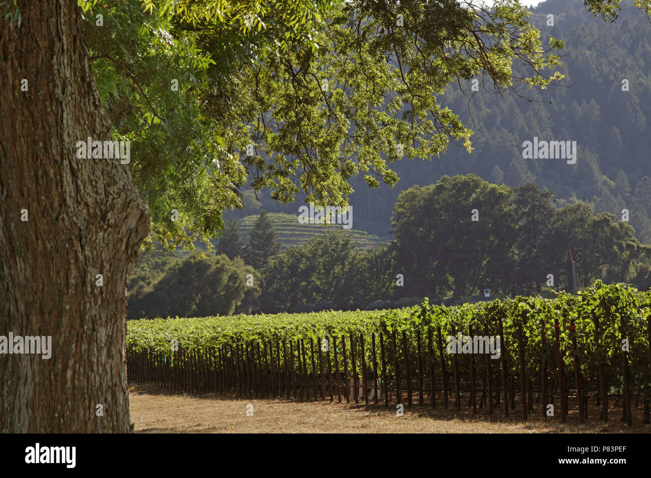Oakville california hires stock photography and images Alamy