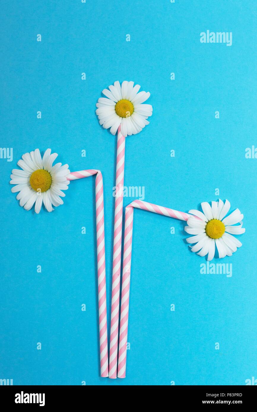 Pink and white striped paper drinking straws with real daisy flower tops. Stock Photo