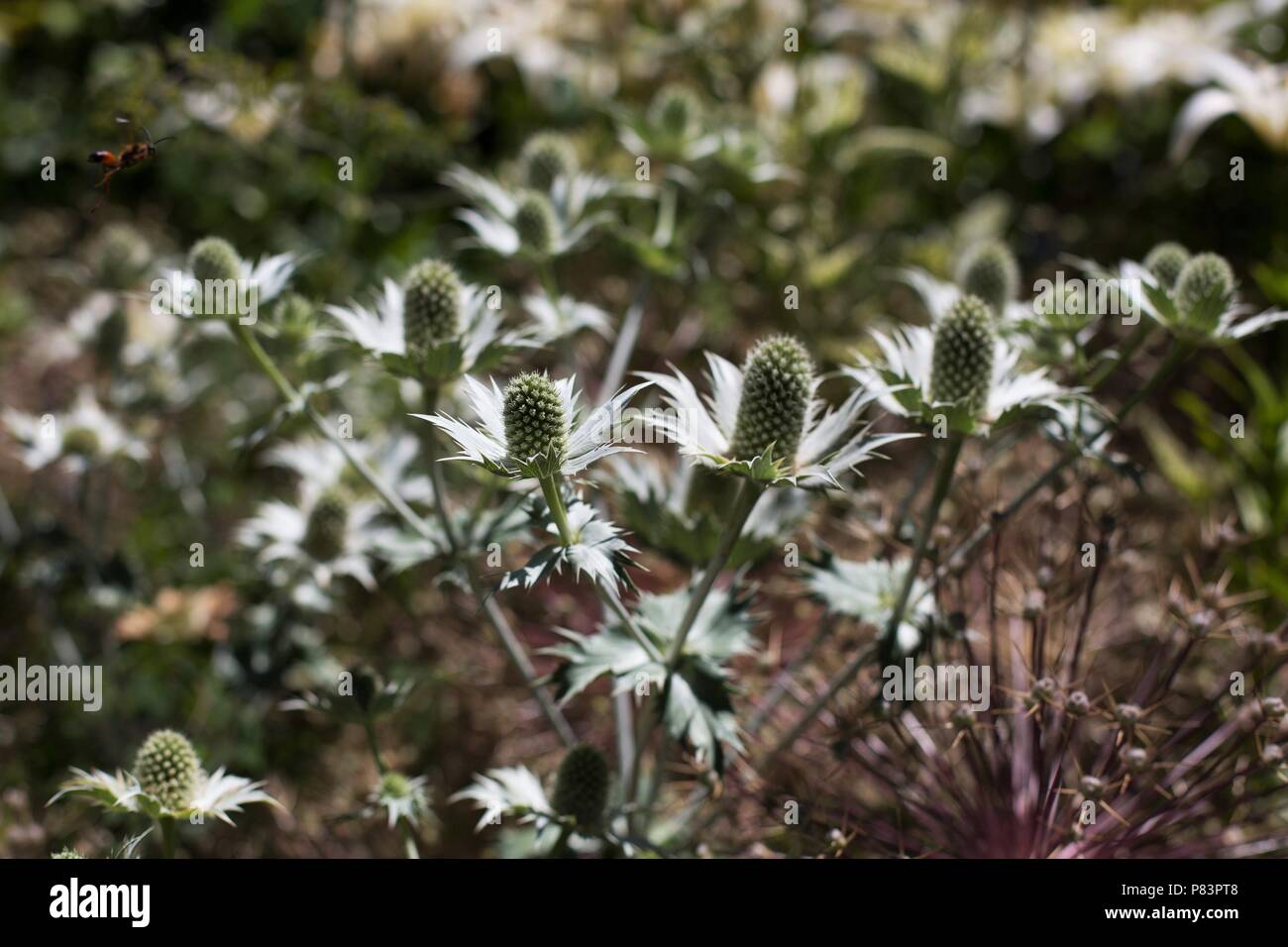 Eryngium heterophyllum hires stock photography and images Alamy