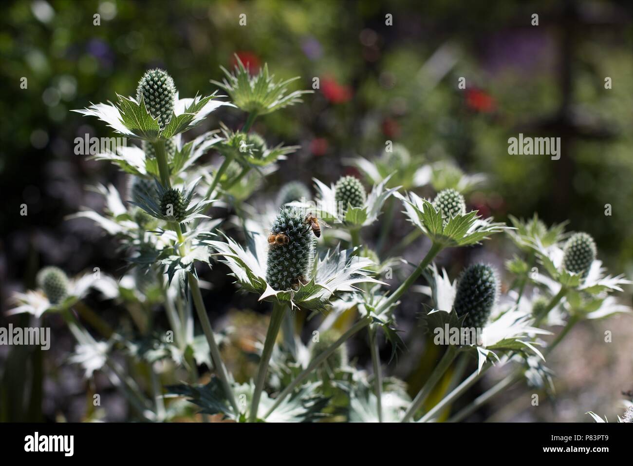 Eryngium heterophyllum hires stock photography and images Alamy