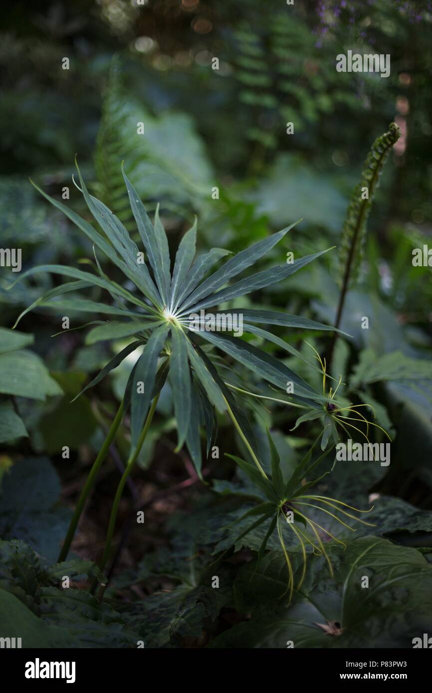 A shade garden including ferns. Stock Photo
