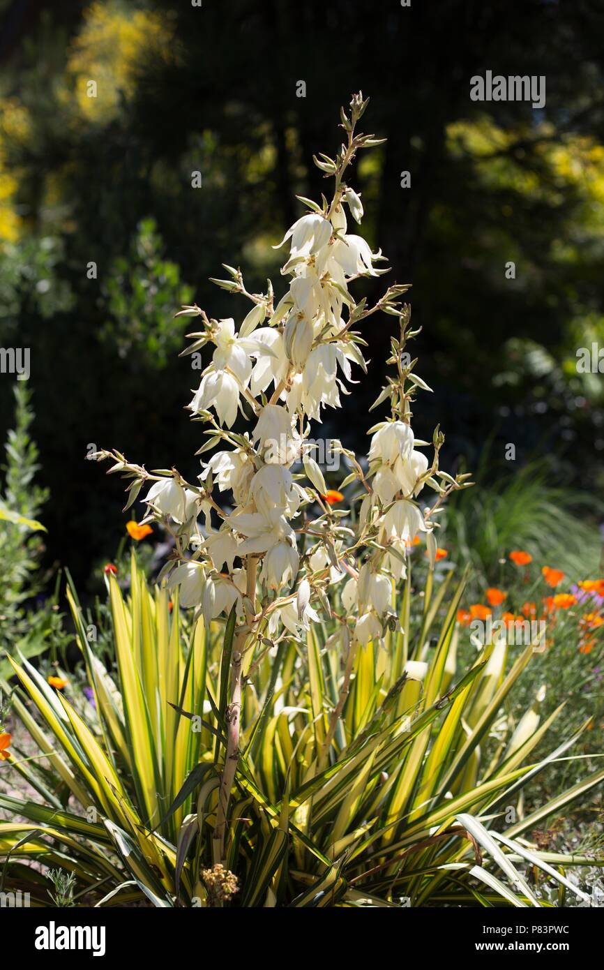 A flowering yucca plant in a garden. Stock Photo