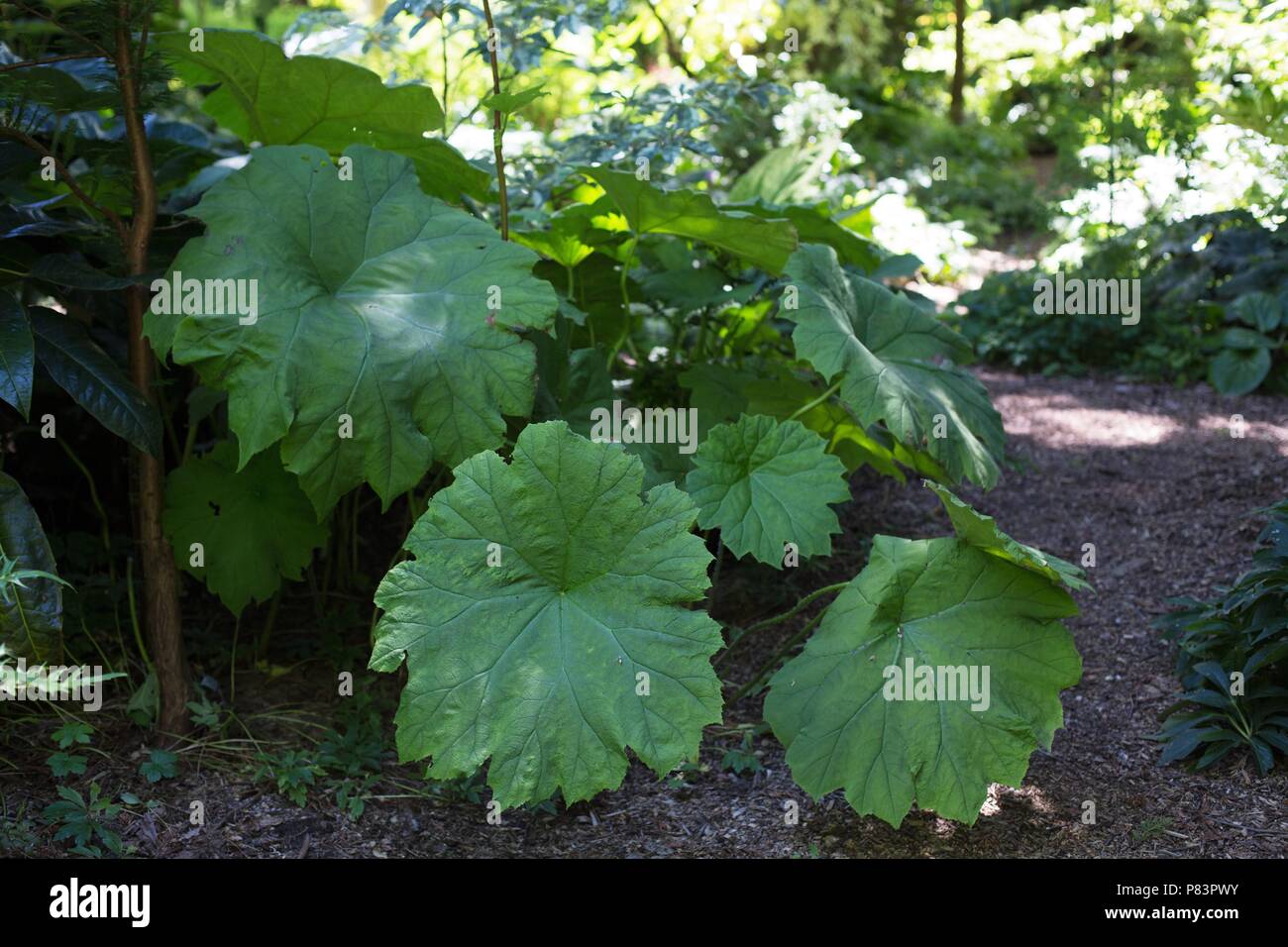 A plant with giant green leaves Stock Photo - Alamy