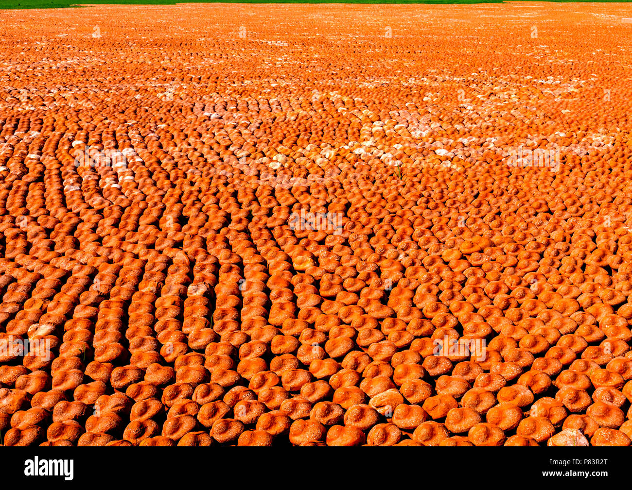 600,000 clay figures at the ComingWorldRememberMe installation in Palingbeek, Belgium in remembrance of the horror and futility of war Stock Photo