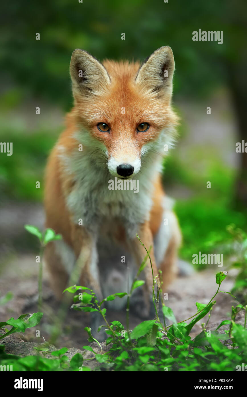 Portrait of a red fox (Vulpes vulpes) in the natural environment Stock Photo