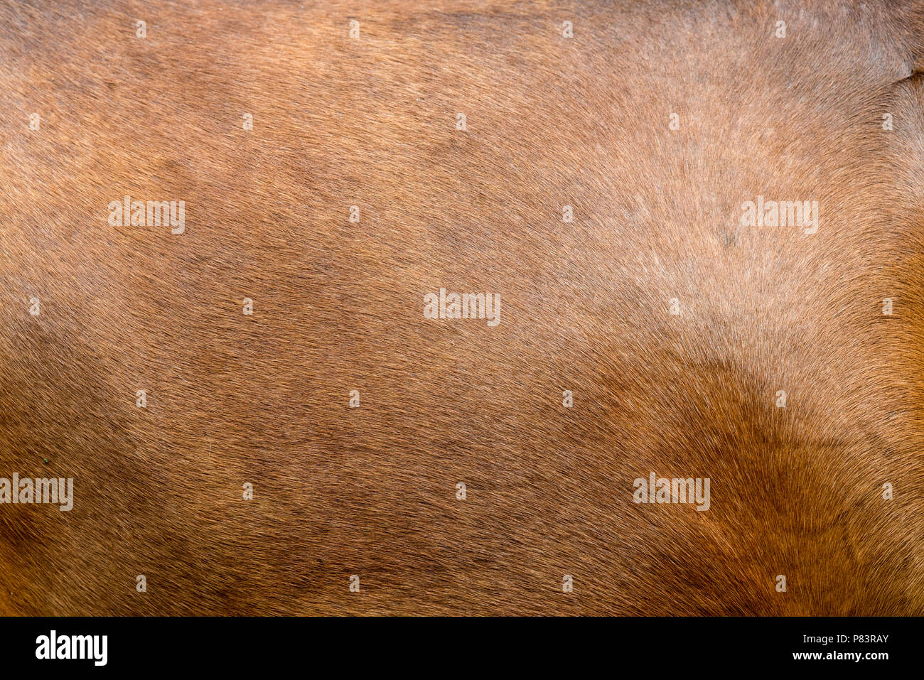 Close up horse skin concept for background Stock Photo