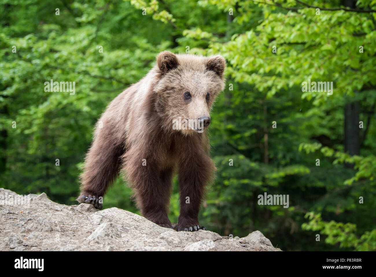 Brown bear cub in the forest. Animal in the nature habitat Stock Photo ...